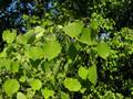 Espe (Populus tremula)