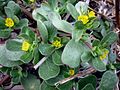 Portulak (Portulaca oleracea)