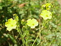 Hügel-Fingerkraut (Potentilla collina)