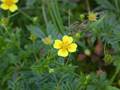 Blutwurz (Potentilla erecta)