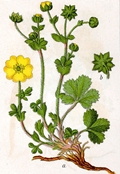 Potentilla cinerea