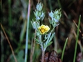 Graues Fingerkraut (Potentilla inclinata)