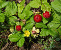 Indische Scheinerdbeere (Potentilla indica)