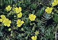 Frühlings-Fingerkraut (Potentilla neumanniana)