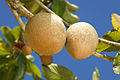 Große Sapote (Pouteria sapota)