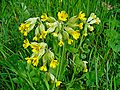 Wiesen-Primel (Primula veris)