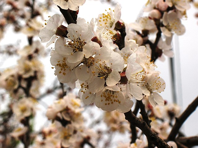 Blüten des Aprikosenbaumes