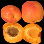 Aprikose (Frucht ganz und halbiert)