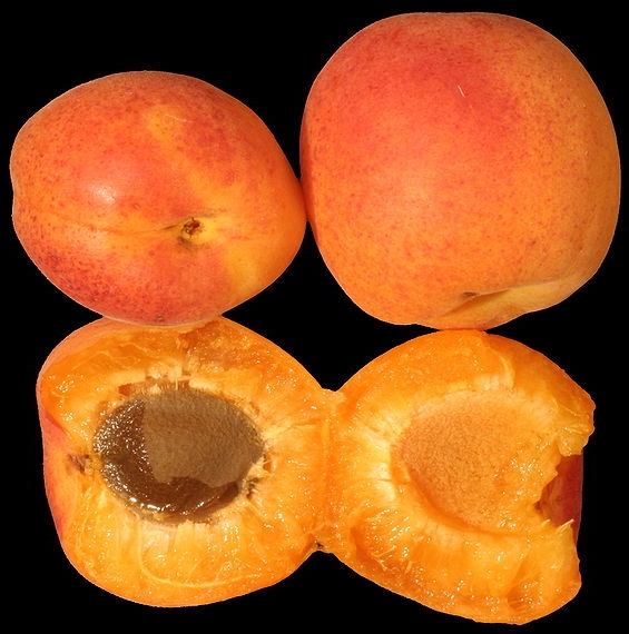 Aprikose (Frucht ganz und halbiert)