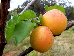 Aprikose (Früchte und Blätter)