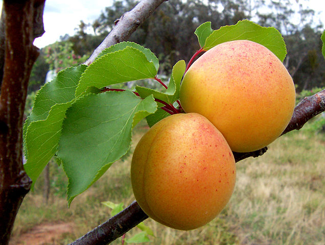 Aprikose (Prunus armeniaca)