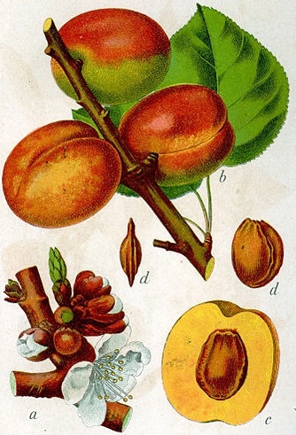 Aprikose (Prunus armeniaca)