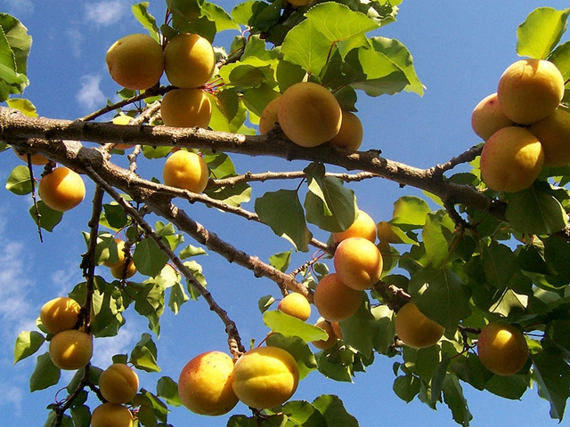 Aprikose (Prunus armeniaca)