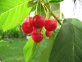Sauerkirsche (Prunus cerasus)