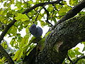 Zwetschge (Prunus domestica ssp. domestica)