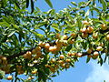 Mirabelle (Prunus domestica ssp. syriaca)