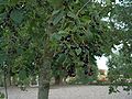 Gewöhnliche Traubenkirsche (Prunus padus)