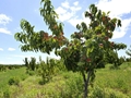 Pfirsich (Baum)