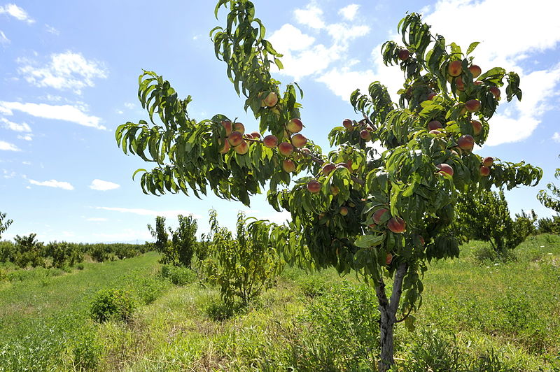 Pfirsichbaum (Prunus persica)
