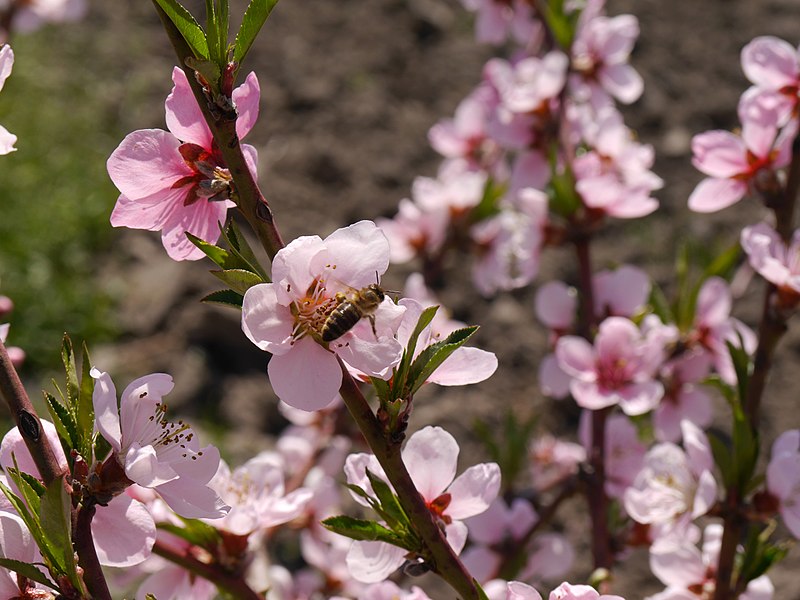 Pfirsichblüten (Prunus persica)