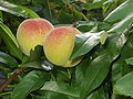 Pfirsich (Frucht)