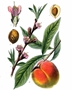 Pfirsich (Prunus persica)