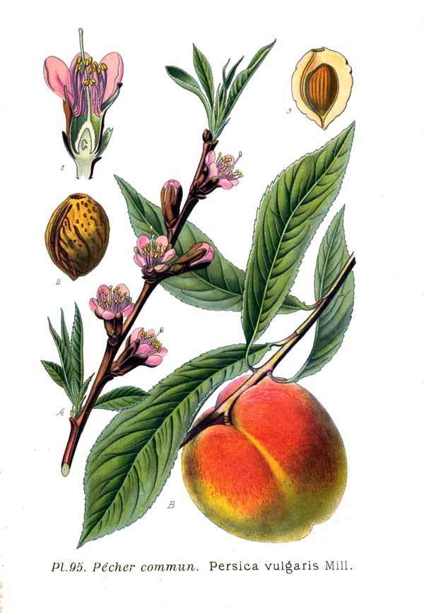 Pfirsich (Prunus persica)