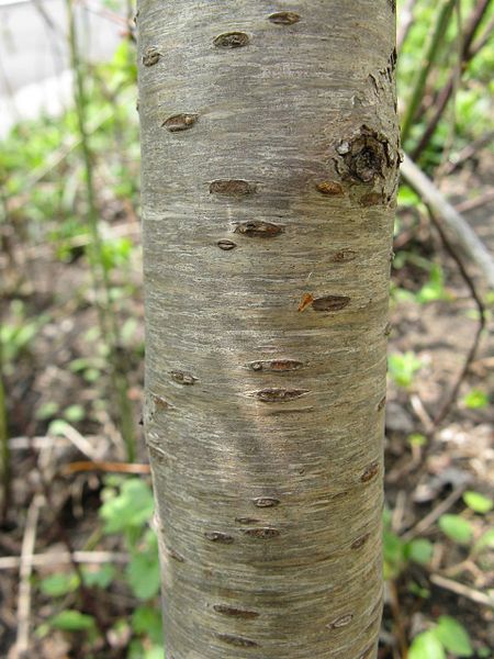 Pfirsichbaum (Prunus persica)