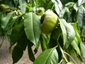 Platt-Pfirsich (Prunus persica var. platycarpa)