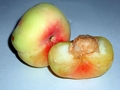 Platt-Pfirsich (Prunus persica f. compressa)