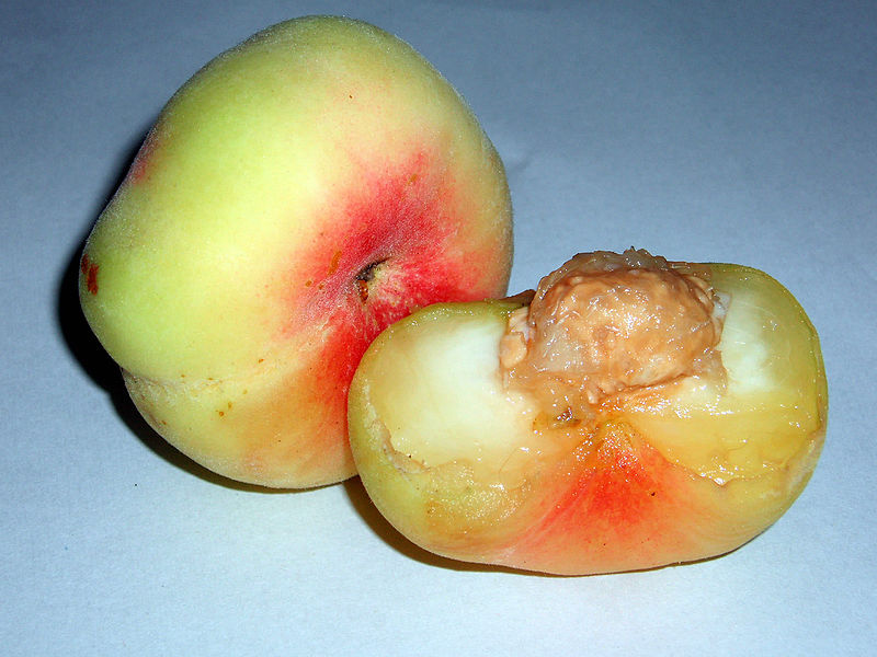 Platt-Pfirsich (Prunus persica var. platycarpa)