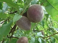Weinbergspfirsich (Prunus persica)