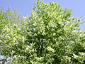 Spätblühende Traubenkirsche (Prunus serotina)