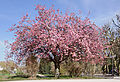 Japanische Blütenkirsche (Prunus serrulata)