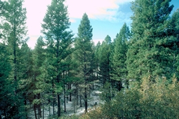 Rocky Mountain Douglas-Fir (Pseudotsuga menziesii var. glauca)