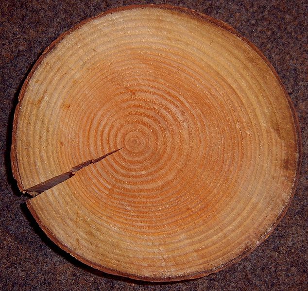 Holz der Douglasie (Pseudotsuga menziesii) Holz der Douglasie (Pseudotsuga menziesii)