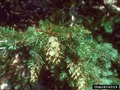 Berg-Douglasie (Pseudotsuga menziesii var. glauca)