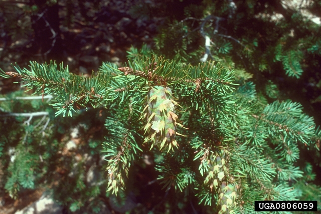 Gebirgs-Douglasie (Pseudotsuga menziesii var. glauca