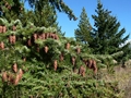 Küsten-Douglasie (Pseudotsuga menziesii var. menziesii)