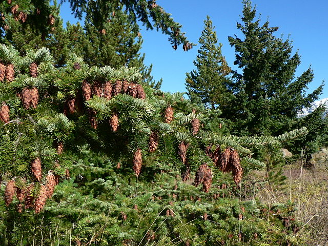 üsten-Douglasie (Pseudotsuga menziesii var. menziesii