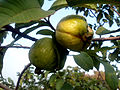Echte Guave (Psidium guajava)