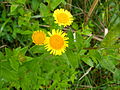 Großes Flohkraut (Pulicaria dysenterica)