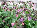 Geflecktes Lungenkraut (Pulmonaria officinalis)