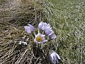 Pulsatilla patens