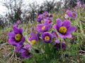 Gewöhnliche Kuhschelle (Pulsatilla vulgaris)