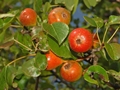 Wildbirne (Pyrus pyraster)