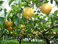 Nashi-Birne (Pyrus pyrifolia)