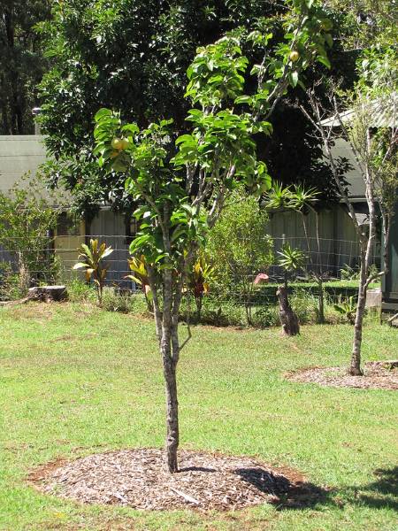 Nashi-Birne (Pyrus pyrifolia)