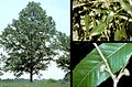 Seidenraupen-Eiche (Quercus acutissima)