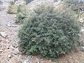 Erlenblättrige Eiche (Quercus alnifolia)